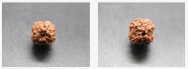 4 Mukhi Rudraksha Online