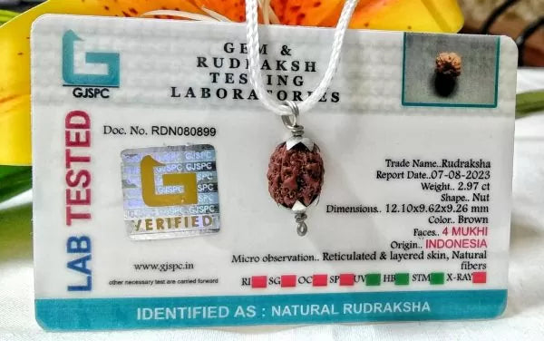4 Mukhi Rudraksha Beads