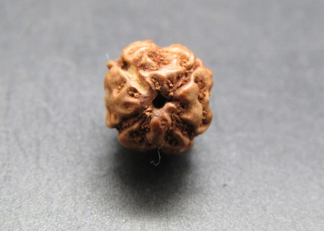 4 Mukhi Rudraksha Indonesia