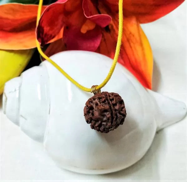 5 Mukhi Rudraksha Nepal