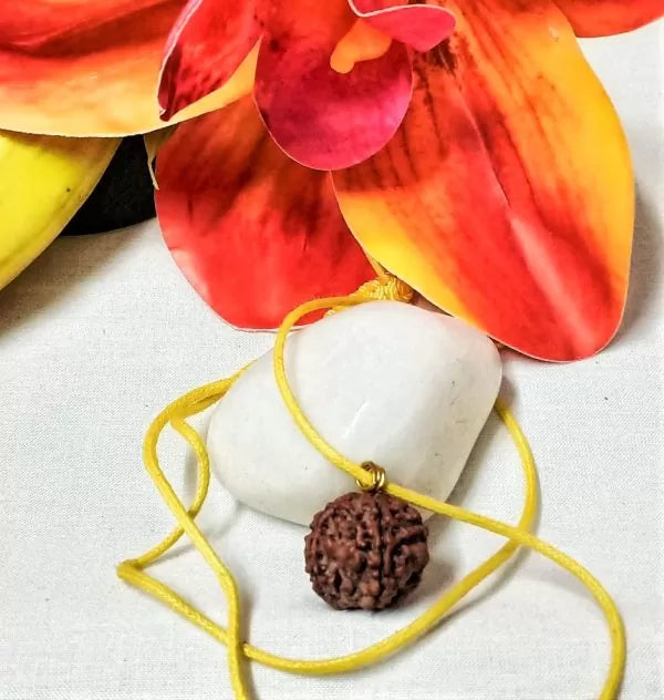 5 Mukhi Rudraksha Nepal Online