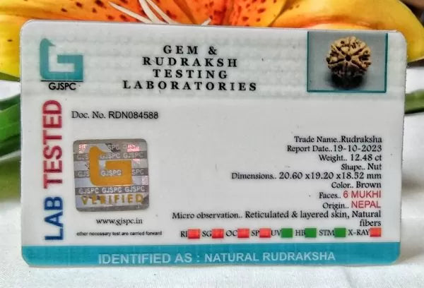 6 Mukhi Rudraksha Nepal Online