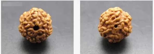 6 Mukhi Rudraksha Beads