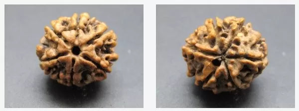 6 Mukhi Rudraksha Online