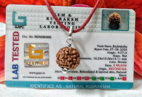6 Mukhi Rudraksha Indonesia