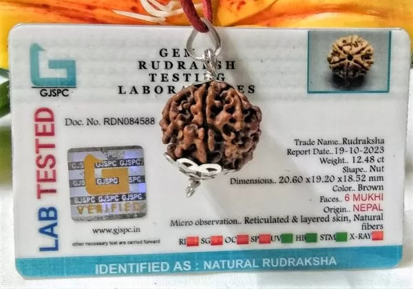 6 Mukhi Rudraksha Beads Online