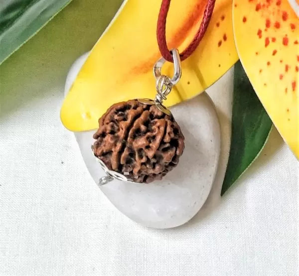 6 Mukhi Rudraksha Nepal