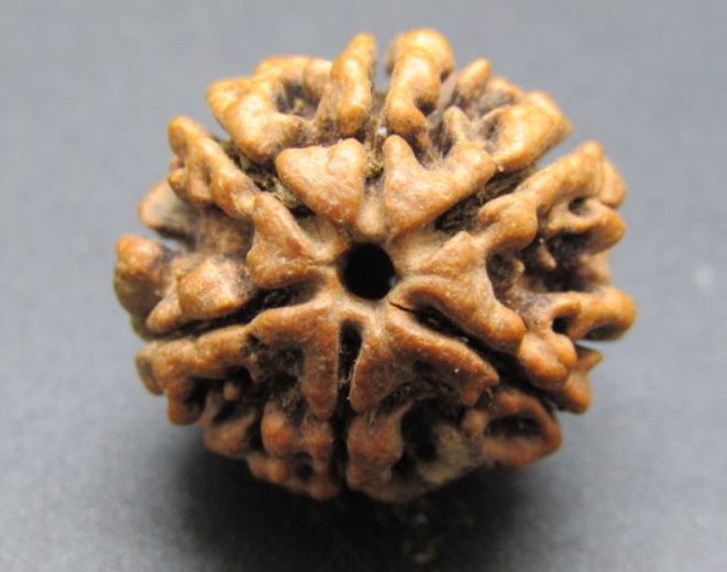 Buy 6 Mukhi Nepali Rudrakhsa