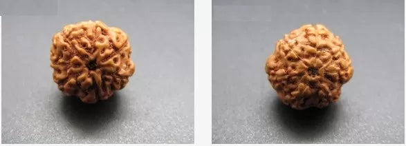 7 Mukhi Rudraksha Indonesian Online