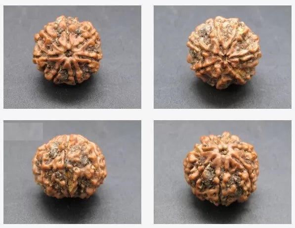 Buy 7 Mukhi Rudraksha Bead Online