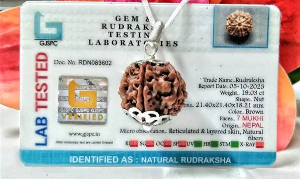 Buy 7 Mukhi Rudraksha Nepal