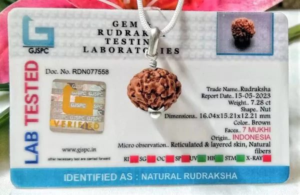 7 Mukhi Rudraksha Indonesian Beads