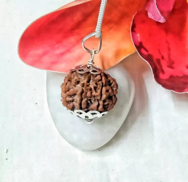 7 Mukhi Rudraksha Nepal