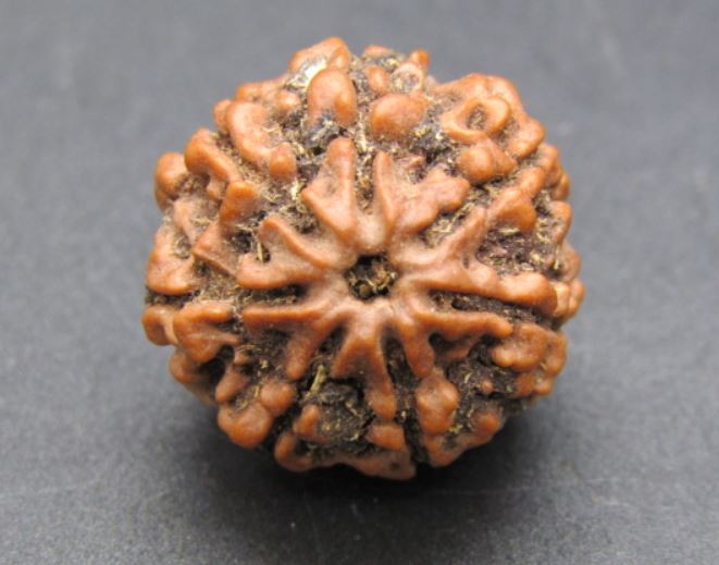 Buy 7 Mukhi Rudraksha Beads