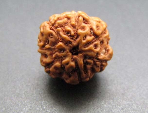 Buy 7 Mukhi Rudraksha Indonesian Beads