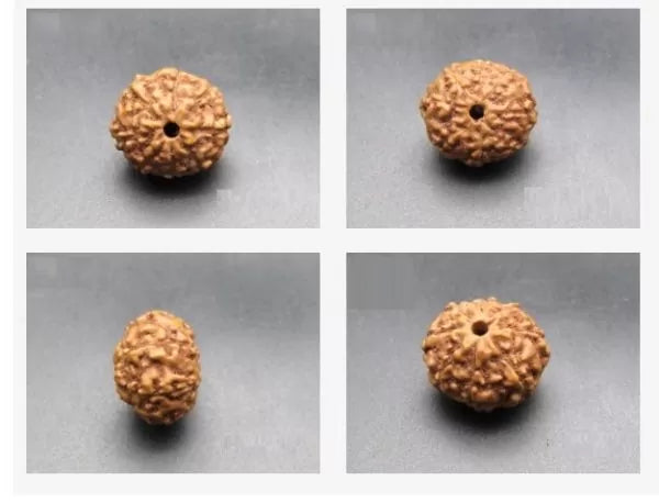 8 Mukhi Rudraksha Indonesian Beads