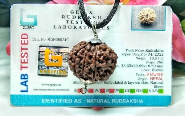 Buy 8 Mukhi Rudraksha Bead Nepal