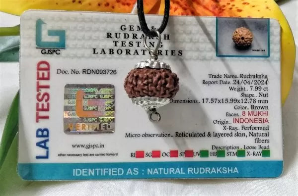 8 Mukhi Rudraksha Beads