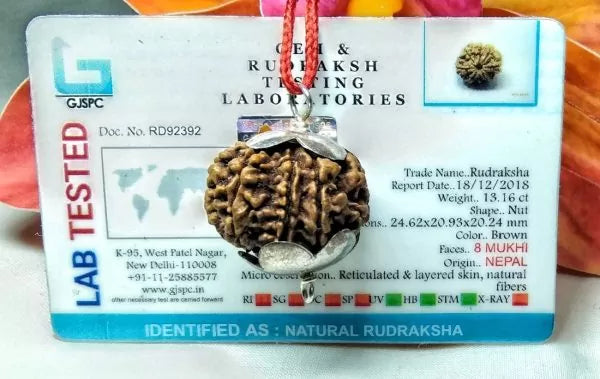 8 Mukhi Rudraksha Beads Nepal
