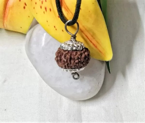 Buy 8 Mukhi Rudraksha Beads