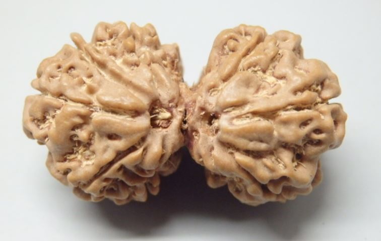 8 Mukhi Gaurishankar Rudraksha Nepal 31 mm