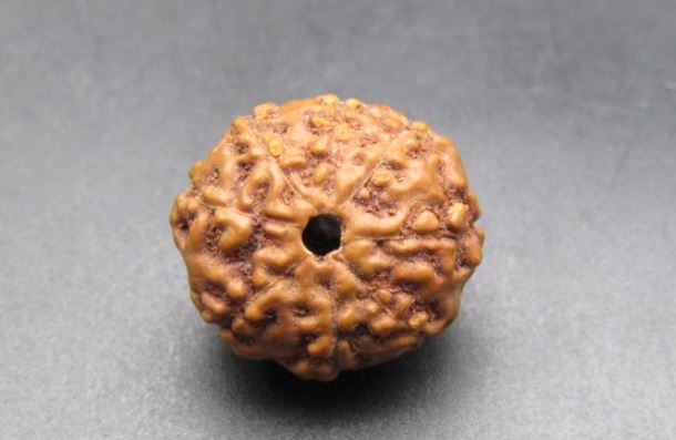 Buy 8 Mukhi Rudraksha Indonesian