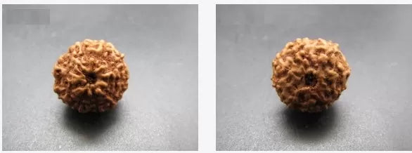 Buy 9 Mukhi Rudraksha Online