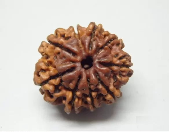 9 Mukhi Nepali Rudraksha Online