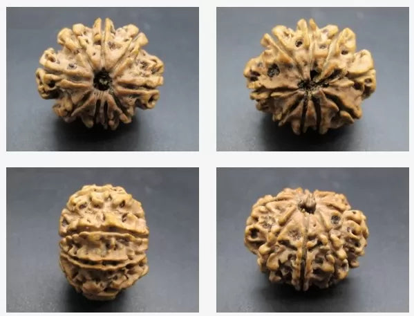 9 Mukhi Rudraksha Beads