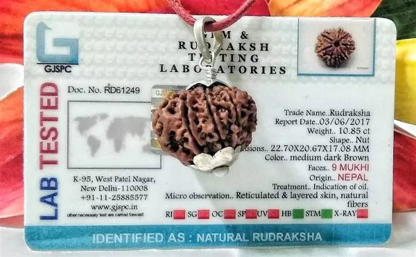 9 Mukhi Nepali Rudraksha Beads