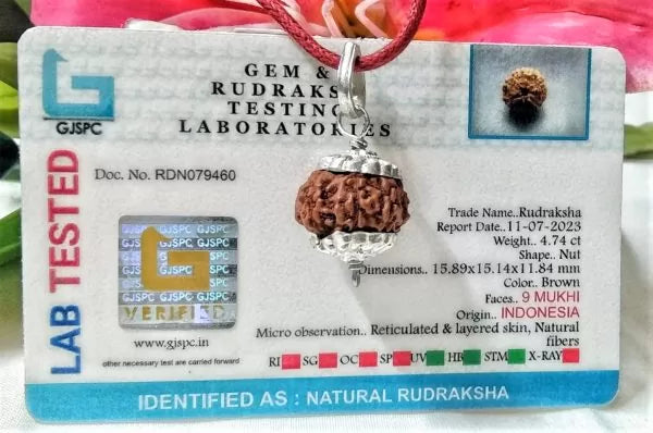9 Mukhi Rudraksha Indonesia