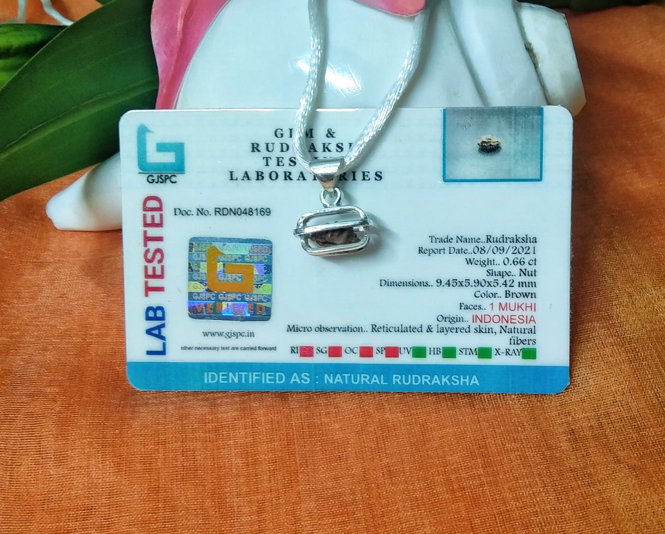 1 Mukhi Rudraksha Online
