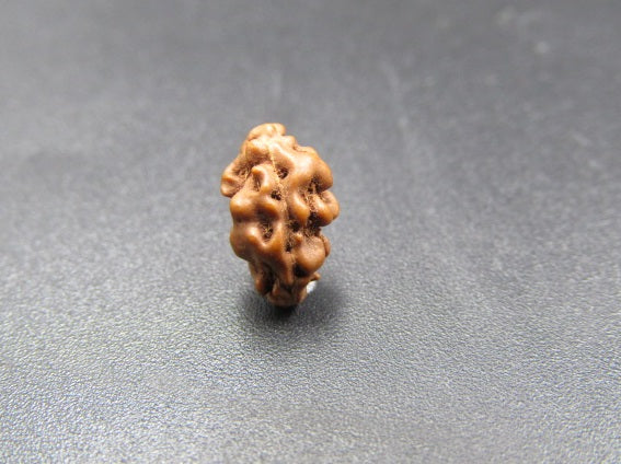 1 Mukhi Rudraksha Indonesia Beads