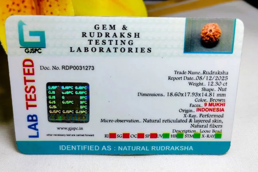 9 Mukhi Rudraksha Indonesia