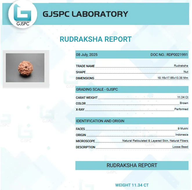 9 Mukhi Rudraksha Indonesia