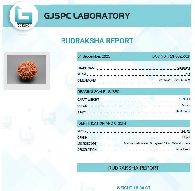 9 Mukhi Rudraksha Nepal 24 mm