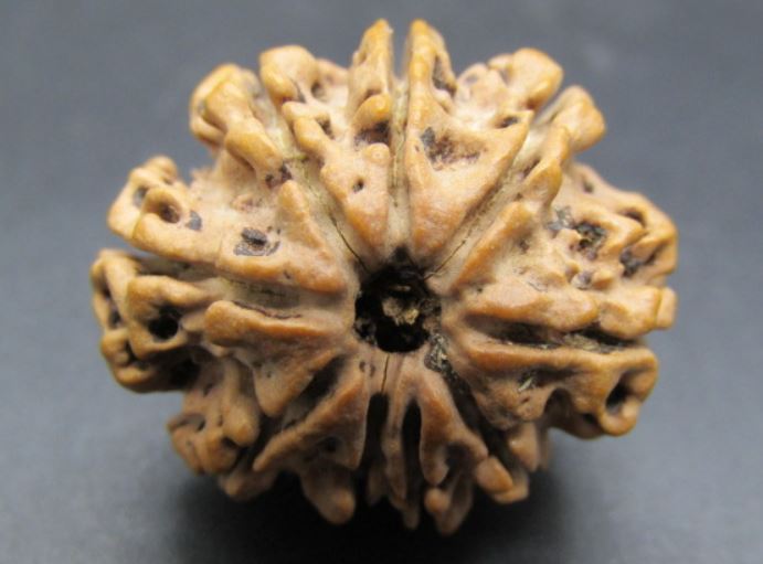 Buy 9 Mukhi Rudraksha Nepal