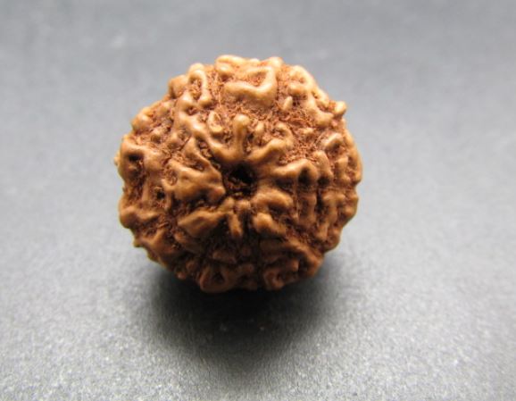 Buy 9 Mukhi Rudraksha Indonesia