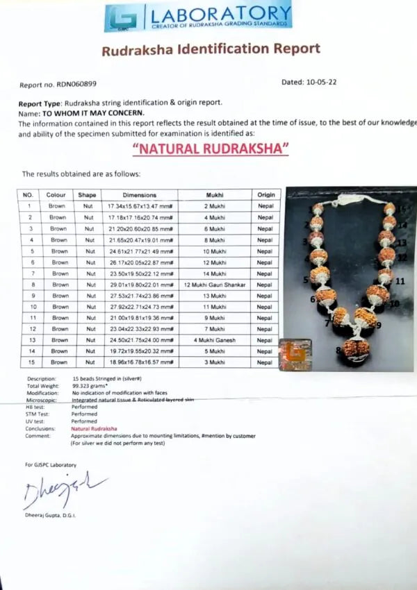 Siddha Rudraksha Mala Nepal 2 to 14 Mukhi