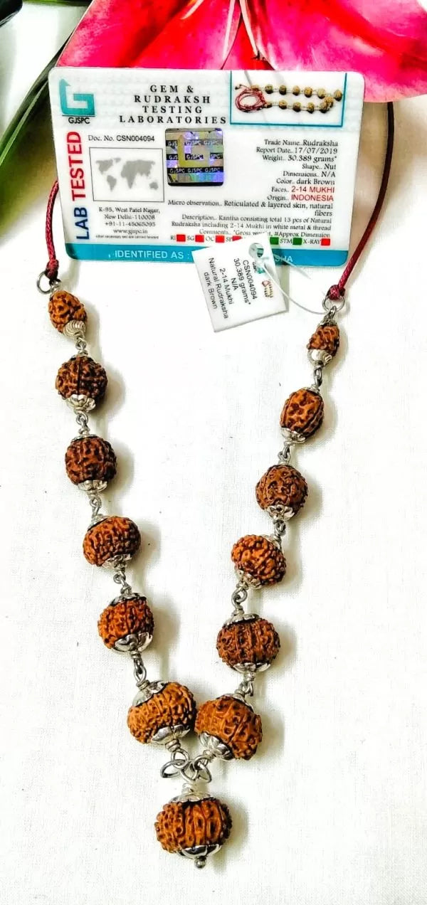 Siddha Rudraksha Mala - 2 to 14 Mukhi Indonesia