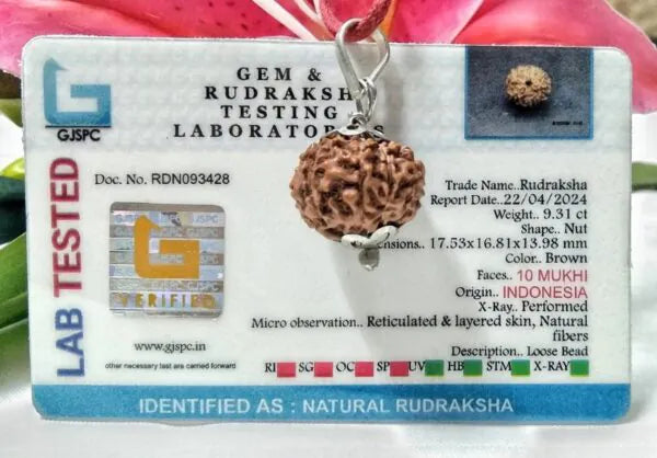 10 Mukhi Rudraksha Beads Indonesia