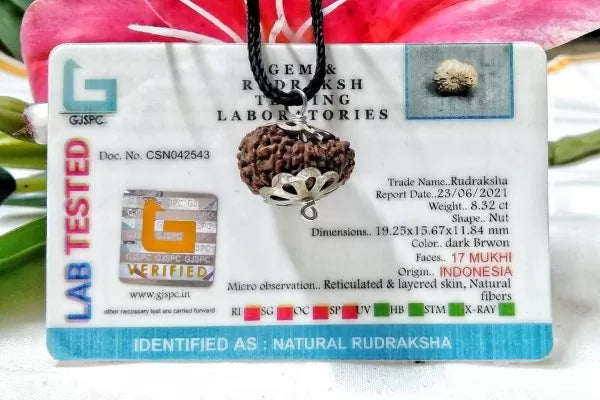 17 Mukhi Rudraksha Indonesia 19 mm