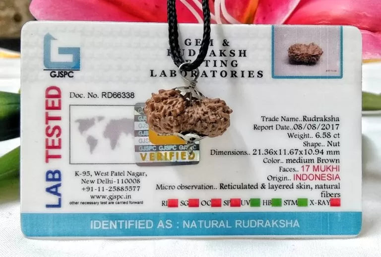 17 Mukhi Rudraksha Indonesia 21 mm