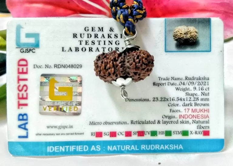 17 Mukhi Rudraksha Indonesia 23 mm