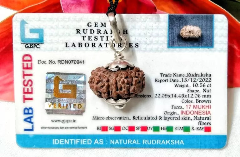 17 Mukhi Rudraksha Indonesia 22 mm