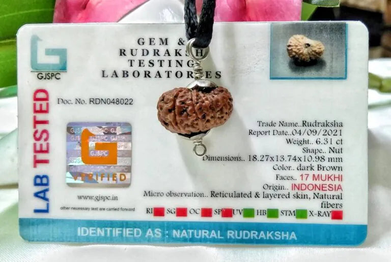 17 Mukhi Rudraksha Indonesia 18 mm