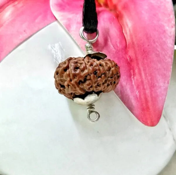 17 Mukhi Rudraksha Indonesia 18 mm