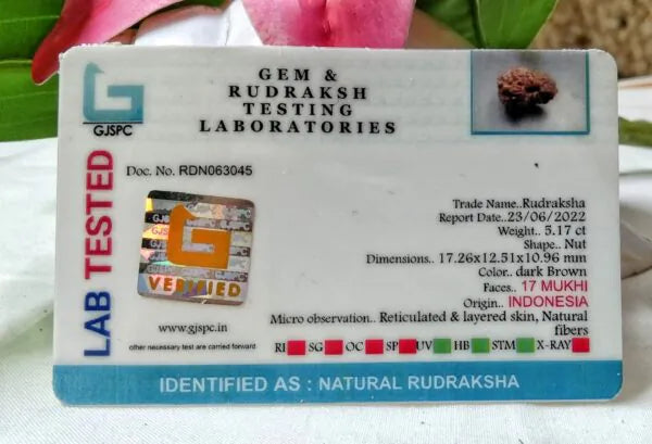 17 Mukhi Rudraksha Indonesia 17 mm