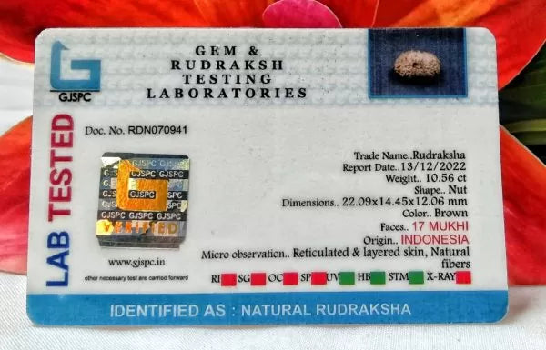 17 Mukhi Rudraksha Indonesia 22 mm