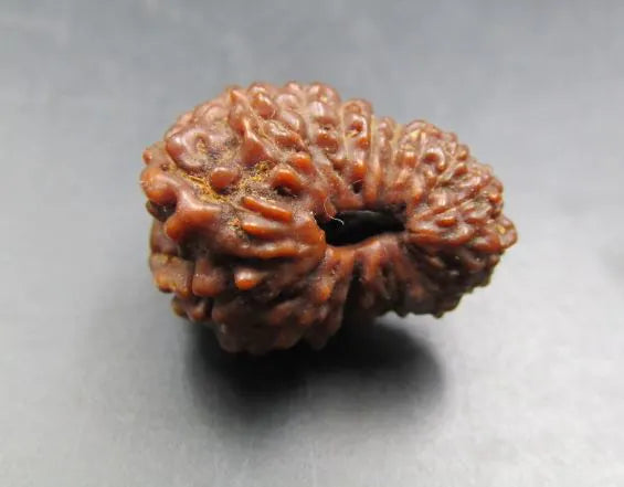 17 Mukhi Rudraksha Indonesia 17 mm